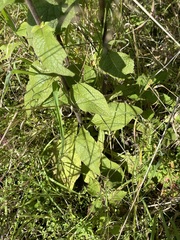 Pentanema squarrosum