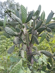 Opuntia