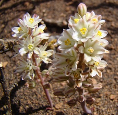 Eriospermum paradoxum