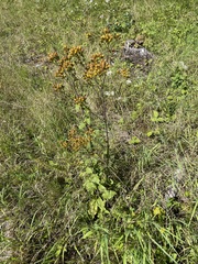 Pentanema squarrosum