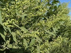 Cyclachaena xanthiifolia