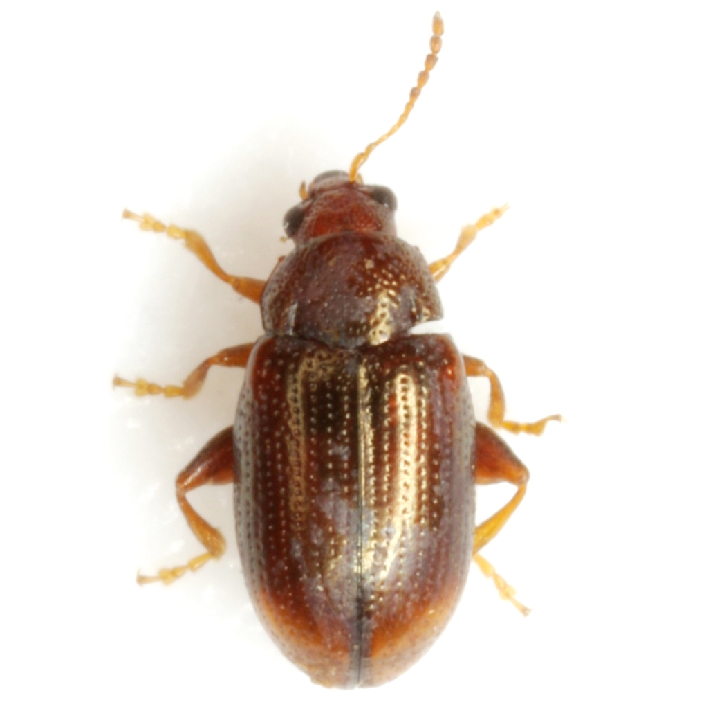 Mantura floridana