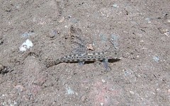 Cobitis paludica