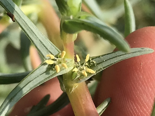 Oppositeleaf Russian thistle (Salsola soda)