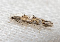 Mompha murtfeldtella