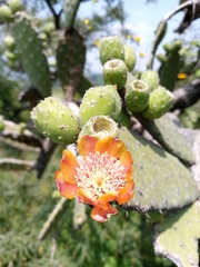 Opuntia tomentosa