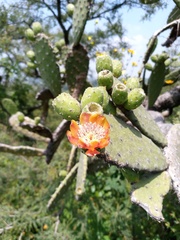 Opuntia tomentosa