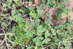 Indigofera dodii