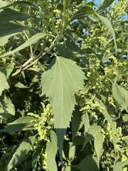 Cyclachaena xanthiifolia