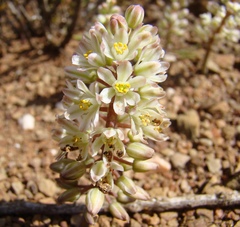Eriospermum paradoxum