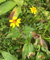 Acmella oppositifolia