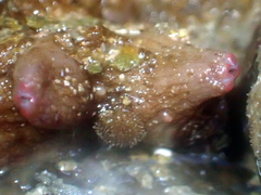 Cnemidocarpa bicornuta