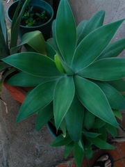 Agave attenuata