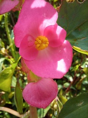 Begonia