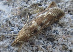 Occidentalia comptulatalis