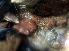 Cnemidocarpa bicornuta