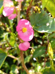 Begonia