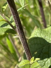 Pentanema squarrosum