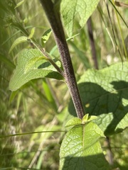 Pentanema squarrosum