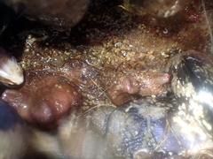 Cnemidocarpa bicornuta