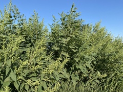 Cyclachaena xanthiifolia