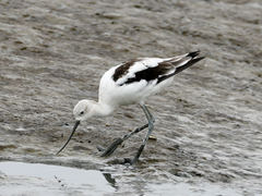 Recurvirostra americana