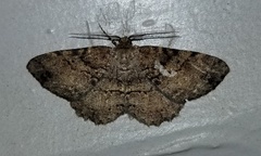 Metalectra quadrisignata