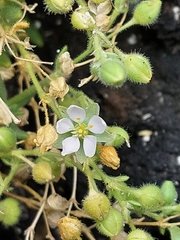 Spergularia azorica