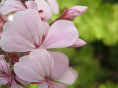 Pelargonium zonale