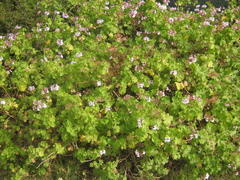 Pelargonium zonale