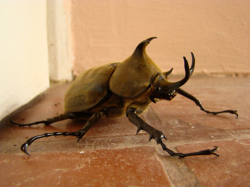Anubis Beetle