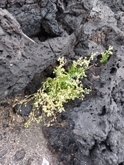 Spergularia azorica