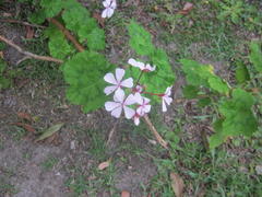 Pelargonium zonale