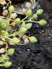 Spergularia azorica