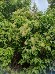 Clematis vitalba