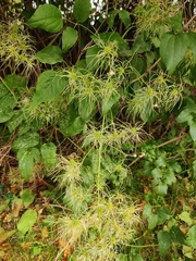 Clematis vitalba