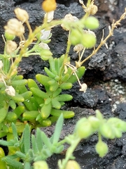 Spergularia azorica