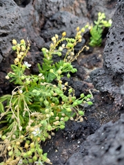 Spergularia azorica