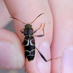 Neoclytus mucronatus