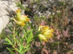 Penaea acutifolia