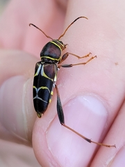 Neoclytus mucronatus