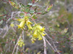 Penaea acutifolia