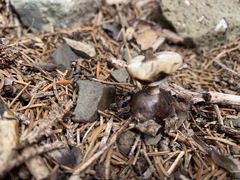 Geastrum