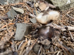Geastrum