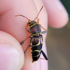 Neoclytus mucronatus