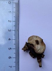 Geastrum