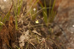 Utricularia subulata