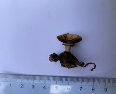Geastrum