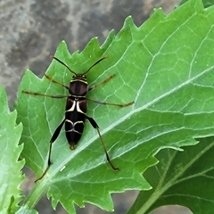 Neoclytus mucronatus