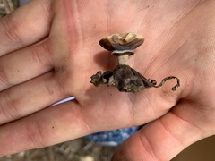 Geastrum